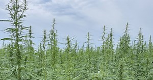 Hemp acres shrink in the Midwest, as USDA data shows farmers are turning away from CBD