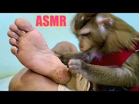Grooming & Scrubbing Human Soles | Monkey Peel Dead Skin on Soles (No Speaking, Deep Sleep)
