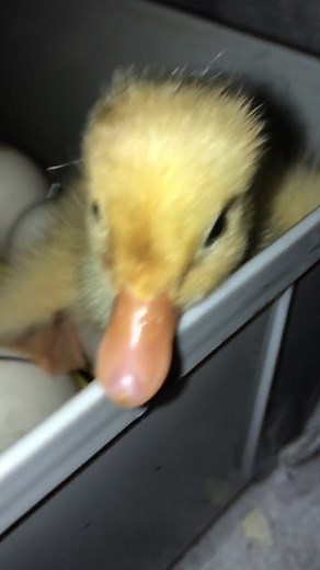 Adorable Baby Duck Hatching on the Farm