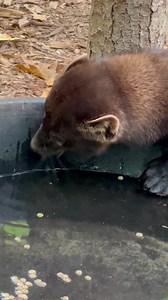 1.8K views · 86 reactions | Whether he's investigating the items and scents in a discovery box, searching for hidden treats, staying cool in the pools, or practicing his hunting skills on a stick, the fisher at the Park is always busy, and always entertaining! #fisher #mainefisher #mainewildlife #animalenrichement #enrichment #animalbehavior | Maine Wildlife Park | Facebook
