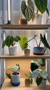 Barrina T5 Grow Light: Quick Installation And Easy Cleaning With a simple installation process, you can enjoy your plant care routine. Cleaning is just as easy, ensuring your growing environment stays fresh and clean to healthy plant growth. 😊🪴 | Barrina