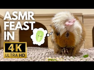 Guinea Pigs Enjoy Kale | Relaxing 4K Eating ASMR Sounds