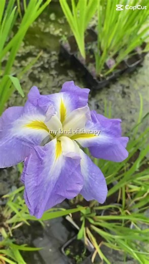 #iris #pond #aquatic #aquaticplants #chelseaflower #lincolnshire #wildlife #rhs #fyp