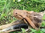 Shocking footage shows huge python regurgitate an entire dog