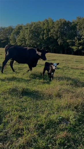 New calf born at Harmony Lane | Harmony Lane Farms Goat Milk Soap & Jolly Kakes Bakery