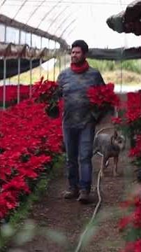 Poinsettia flowers blooming for the holidays in Mexico City