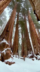 10K views · 453 reactions | An epic snowfall via @markian.b. 朗❄️ These majestic trees are called Giant Sequoias and are the main attraction in California's Sequoia National Park. They're the world's largest trees when measured by volume and can live to be over 3,200 years old.  Have you seen these surreal trees in real life?   @markian.b  Sequoia National Park, California, US  Black Out Days x Habits (FULL REMIX 2021) | Beautiful Destinations | Facebook
