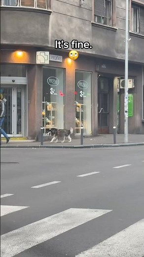 Even on vacation, my Husky Radar never takes a day off. 🐺👀😏
