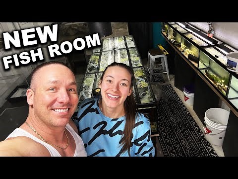 I built my wife a fishroom! - The king of DIY