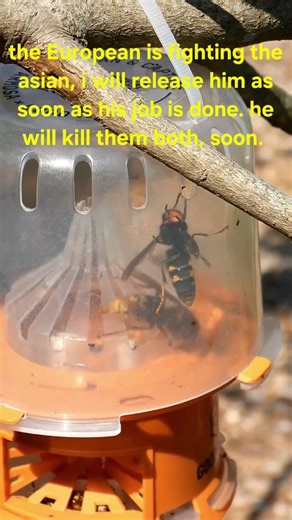 hornets of Asia, troublemakers in Europe
