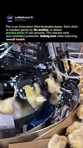 Automated Chick Vaccination System 🐥💉