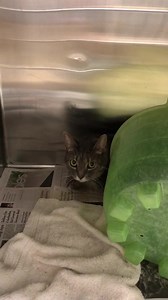 40 reactions · 39 shares | Updates will be made on main thread...