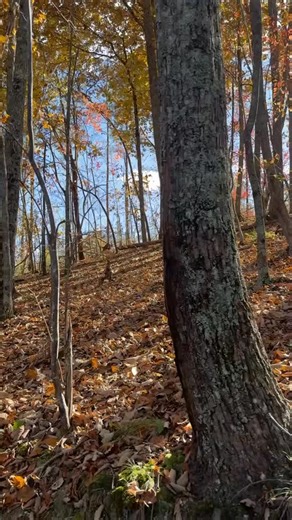 15 reactions | Fall leaves, brisk air, off-road ride, fireside nights… Hope your weekend looks a little like this! #georgia #fallvibes #getoutside # sidebyside #countrytracts | Country Tracts | Facebook