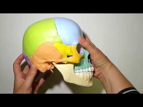 LF5 3 Kaumuskulatur und Kiefergelenk