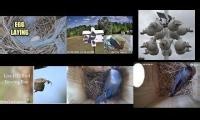 Mix of 6 videos from youtube : Amazingearthanimalslivestream