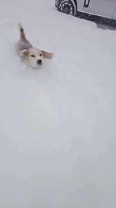 Proof we have over 13 inches since Triton is a 13 inch beagle 😂😂 | Milroc Beagles
