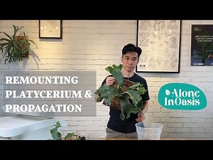 How to Propagate a Platycerium (Staghorn Fern) | Remounting Freshly de-pup Staghorn