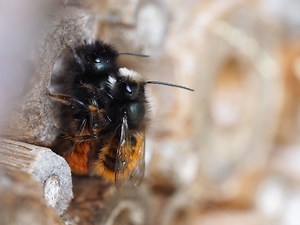 Reproduction - Refuges pour insectes