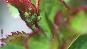 Aphids can be found on the underside of leaves and on new shoots or leaf growth on a rose. The infested rose leaves and flowers