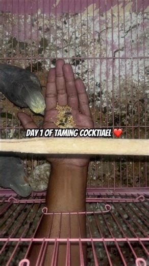 Day 1 of taming my birds 🦅 #haveitoldyoulatelythatiloveyou