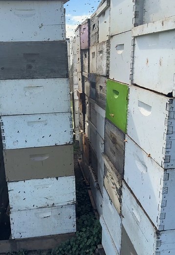 beefitbeekeeping on TikTok