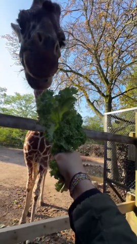 Giraffe munches on fresh lettuce in the enclosure