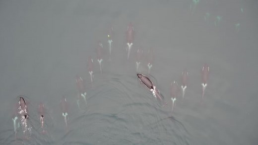 University of British Columbia researchers using drones to study how orcas breathe | CBC News