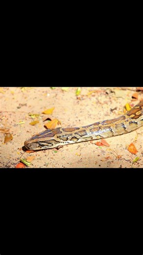 🐍 Indian Rock Python: India’s Giant Snake Star