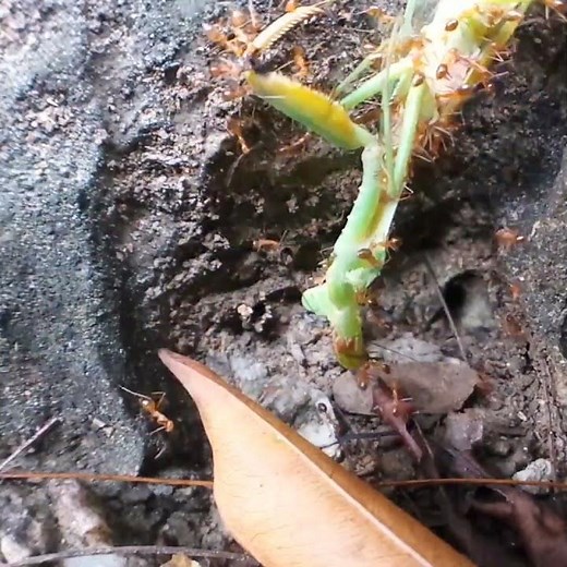 Ants Formicidae #shorts