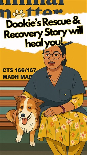 This is the incredible story of Dookie, a brave little fighter who got a second chance at life – all thanks to you ❤️ When our team rescued Dookie, he was in critical condition. He had a severely broken leg, painful wounds, and life-threatening kidney failure. He could barely eat, and every moment was a struggle. We didn’t give up on him. After five days of intensive medical care and endless love from our team, Dookie slowly regained his strength. Step by step, he went from a weak, frightened do