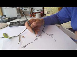 Botanical Drawing Lesson 1 Part 4