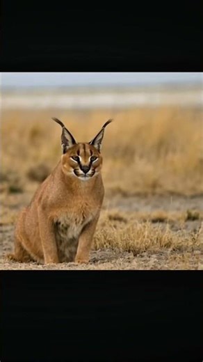 The Caracal's Hunt: A Masterpiece of Stealth and Precision | Wild Creatures