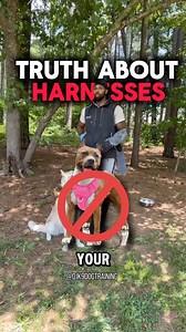 4.9K views · 62 reactions | By only using a harness on your dog, especially during training, you’re setting your dog up for failure. The reality is, your dog will not just be with you their entire life and slip leads are one of the major ways they will be handled by other people. Their time at the groomers and vet will be that much more stressful if you don’t introduce your dog to leash pressure as soon as possible.Is your dog a groomers nightmare? | DJK9 Dog Training | Facebook