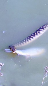 snake catching fish in water #reels #fish #pond | Fish Info