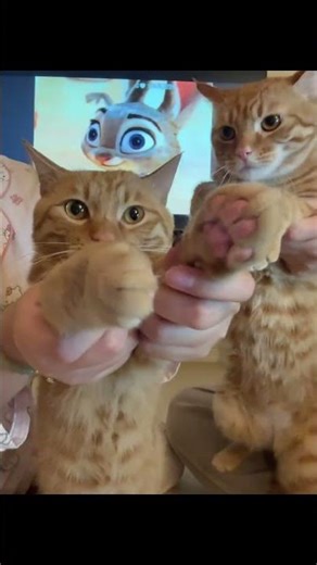 Stranger Cat 🎵🐱 #cat #dance #cover #strangerthings