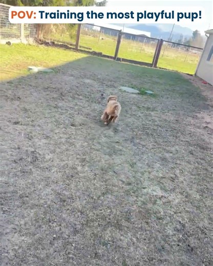 Training a playful pup! 🐶