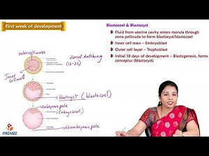 1st week of development : Embryology Lectures