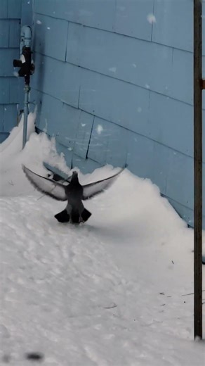 Bird in the Winter Trying to Build a Nest