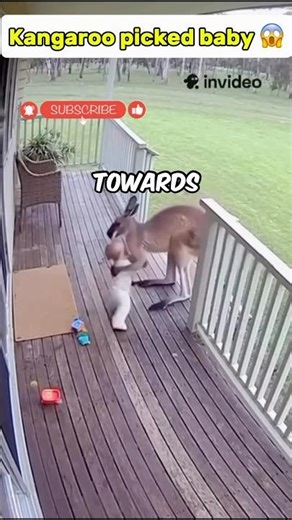 Toddler picked up by a kangaroo 😱 #doorcam #sora