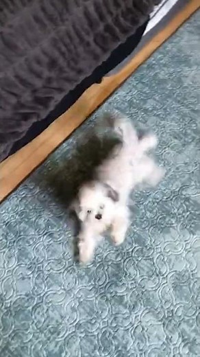 Adorable Pup Does Hilarious Happy Dance! #Dogs #Shorts