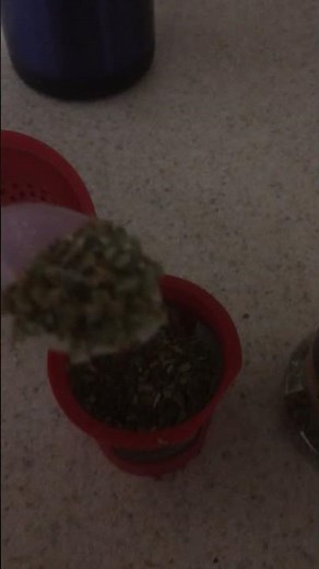 How to make oregano hot tea