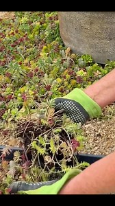 23K views · 253 reactions | The sedum ground cover I planted last year around the fountain looks so nice that I planted more. I would like to fill all of this part of the walkway in eventually! These are the sedum tiles from Lowe's. Easy to plant! Just pull apart and lay in soil or rock gardens. Takes sun, shade, heat tolerant, and drought tolerant. Plus Donnie getting his steps in!  | Smiths Country Gardens | Facebook