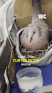 62K views · 322 reactions | Adorable Turtle Dove Nesting Haven ️ | Watercooler | Facebook