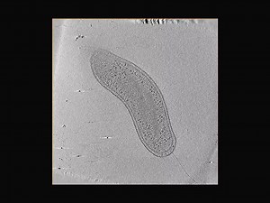 6K views · 144 reactions | Nature Reviews Microbiology: A...