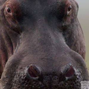 4.1K views · 45 reactions | These young lions of #Dynasties just can't resist a chase. Don't miss all-new episodes on Saturdays at 9 p.m. BBC America. | BBC America | Facebook