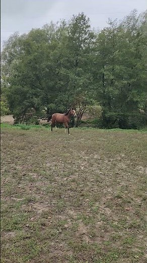 Cheval à vendre - Selle Français Océan du Quartz - equirodi.com