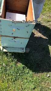 1.1K views | Our Square Feeder Tray: - Holds approximately 1.5 quarts of syrup - Sits comfortably on 8-Fr OR 10-Fr inner covers - Can be housed in an empty medium, shallow, or spacer rim - Can be refilled wearing minimal protective gear - Textured portal access to limit drowned bees - See through portal to observe feeding bees - Cover prevents robbers from accessing syrup You can order yours here: https://blueskybeesupply.com/square-feeder-tray/ | Blue Sky Bee Supply | Facebook