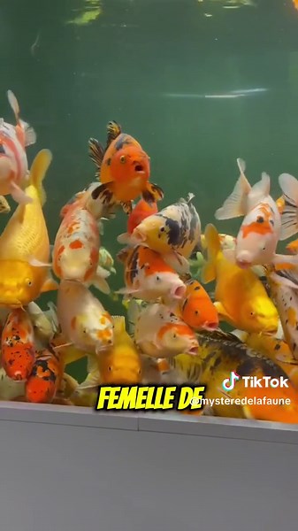 Découvrez la Carpe Koï : Le Poisson d'Aquariophilie