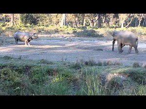 Rhino vs Elephant, Jaldaprada, West Bengal, India