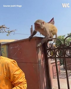 7.8M views · 35K reactions | A Tale of Monkey Heist  | Watercooler | Facebook